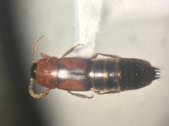 Tachinus elongatus
