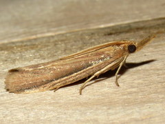 Peoria gematella