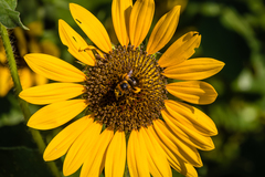 Svastra obliqua obliqua