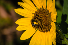 Svastra obliqua obliqua