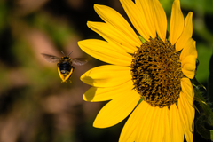 Svastra obliqua obliqua