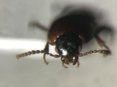 Tachinus elongatus