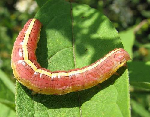 Asteroid Moth photo 4