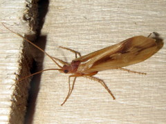 Platycentropus radiatus