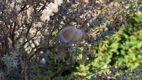 Zebra Snail