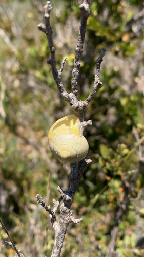 Cepaea
