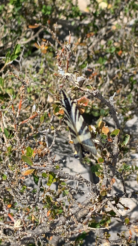 Scarce Swallowtail