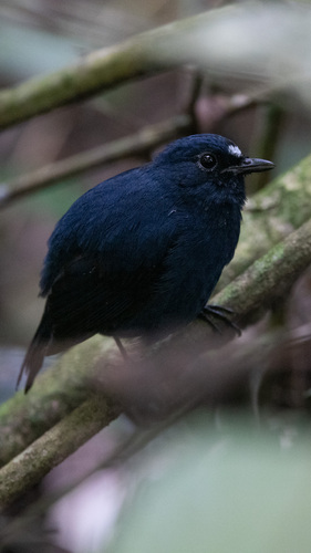 Myiomela diana, 2025-10-14