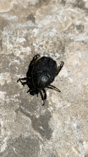 Speckled Rose Chafer