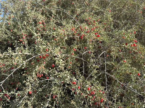 salt tree