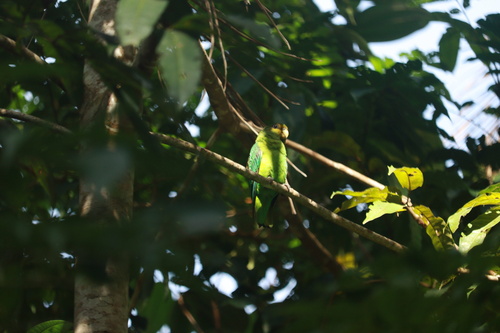 Golden-tailed Parrotlet