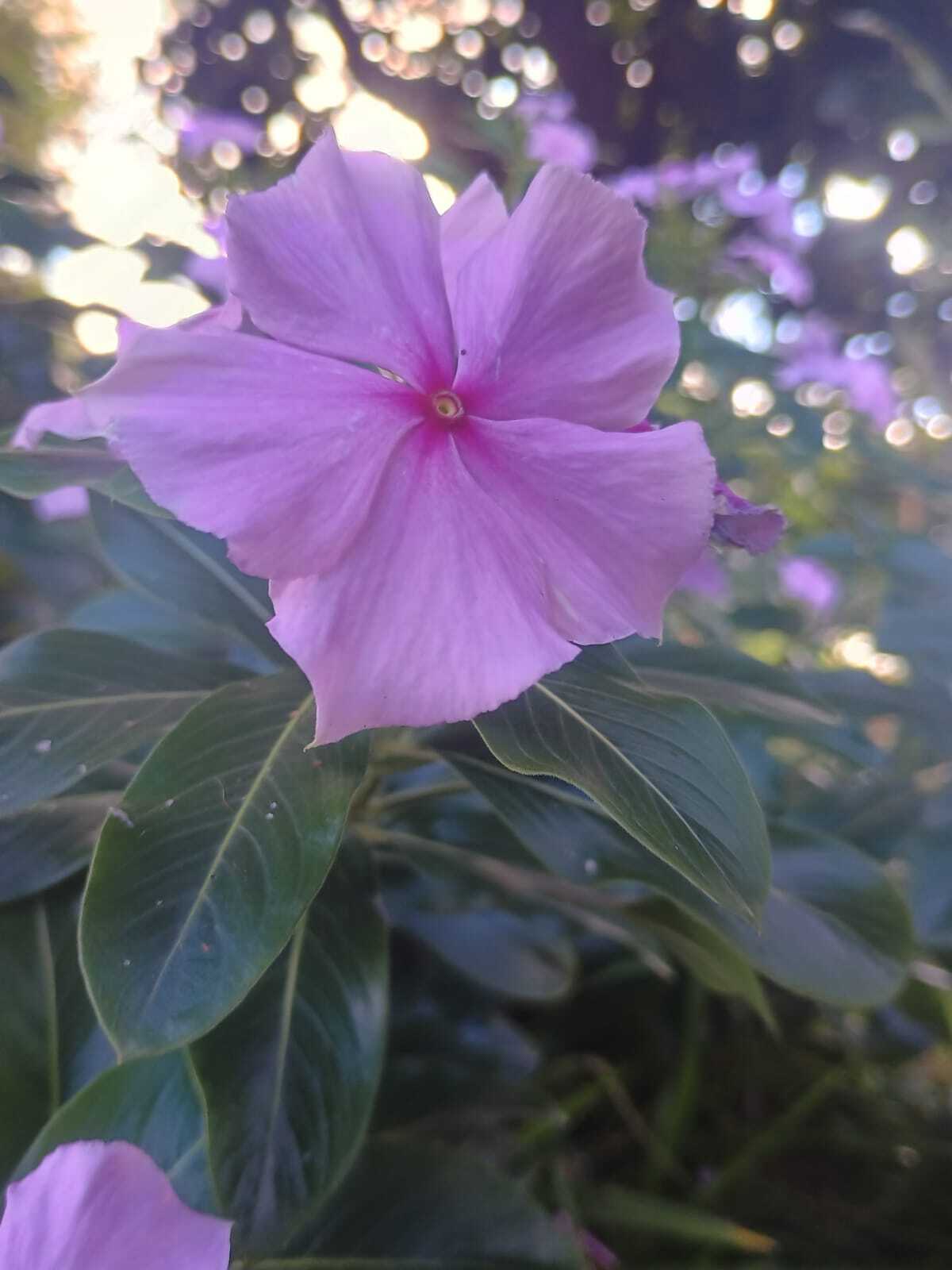 Catharanthus roseus