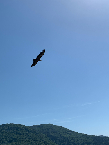 Eurasian Griffon