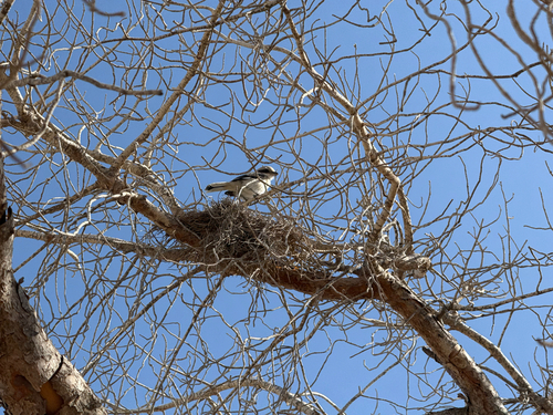 Great Gray Shrike