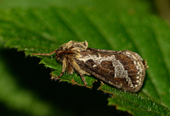 Eudalaca