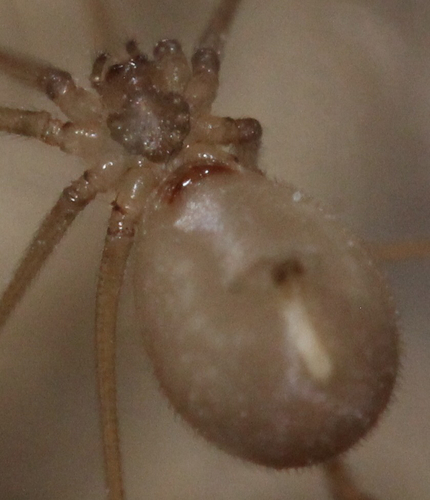 Manuel's Cellar Spider