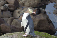 Megadyptes antipodes