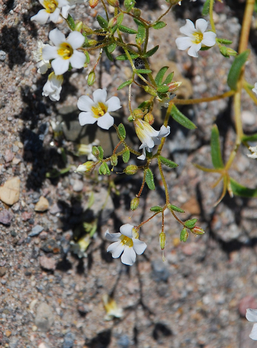 bell gilia