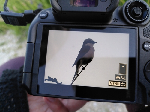 Red-backed Shrike