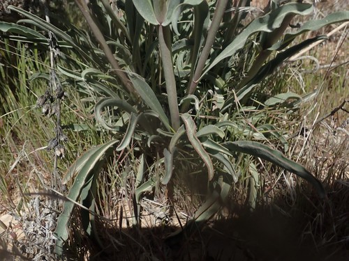 Image of Penstemon confusus by (c) Mitch Van Dyke, some rights reserved (CC BY)