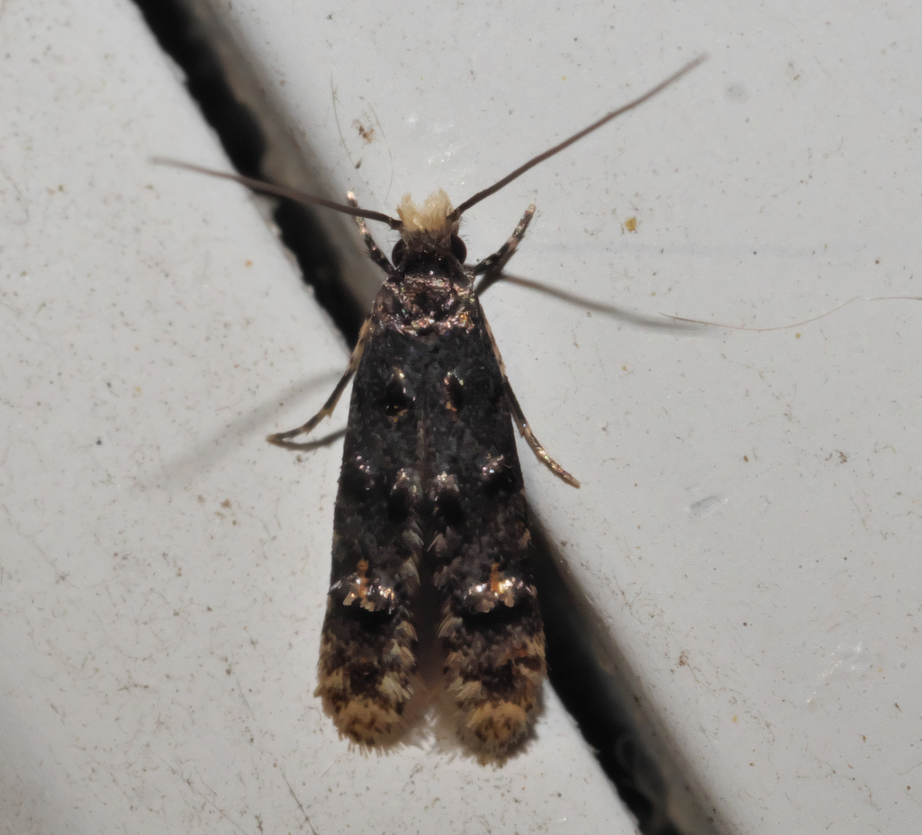 Stenoptinea auriferella