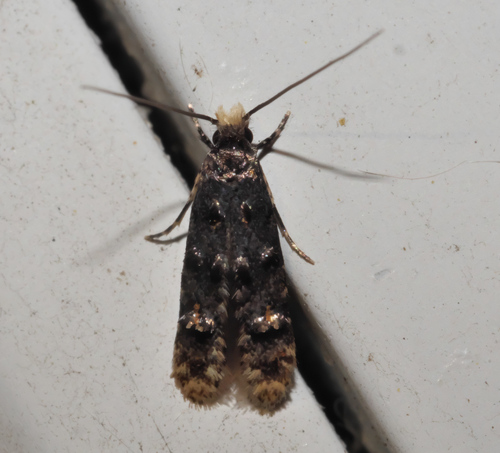 Stenoptinea auriferella
