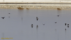 Tachycineta thalassina