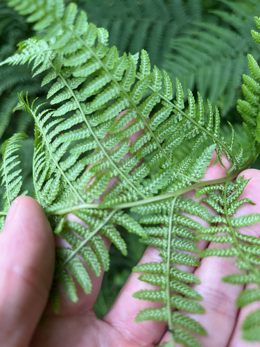 lady fern