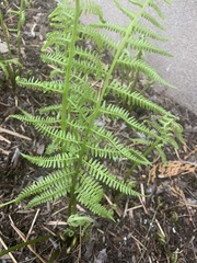 Athyrium