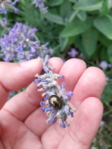 Rosemary Beetle