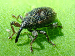 Bradybatus kellneri