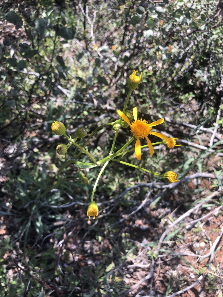 layne's ragwort