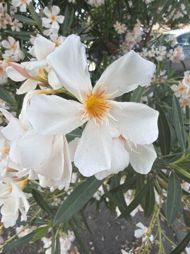oleander