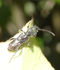 Molorchus bimaculatus