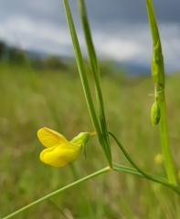 Lathyrus annuus