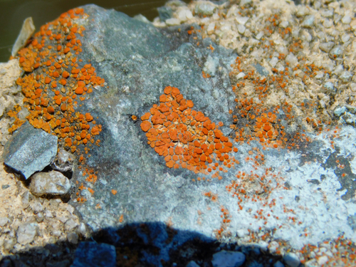 Squamulea squamosa