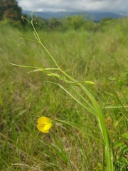 Lathyrus annuus