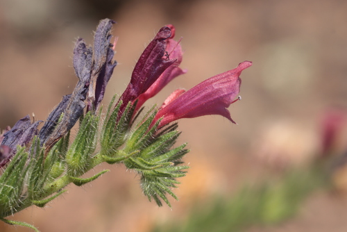 Echium creticum, photograph 1