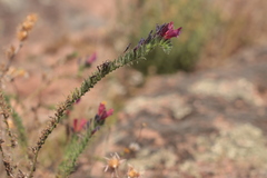 (c) Noé Fleury Frouart, some rights reserved (CC BY) Echium creticum, photograph (c) Noé Fleury Frouart, some rights reserved (CC BY)