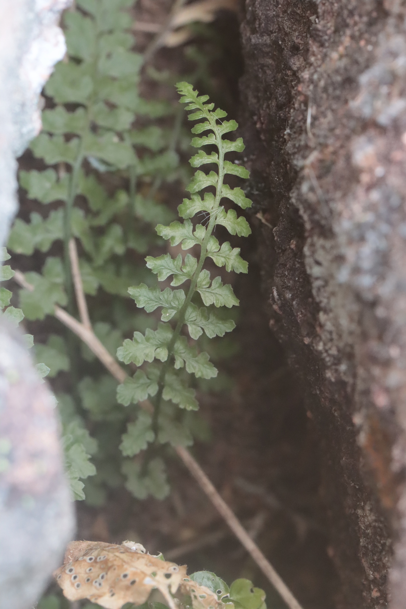 Asplenium forisiense 2