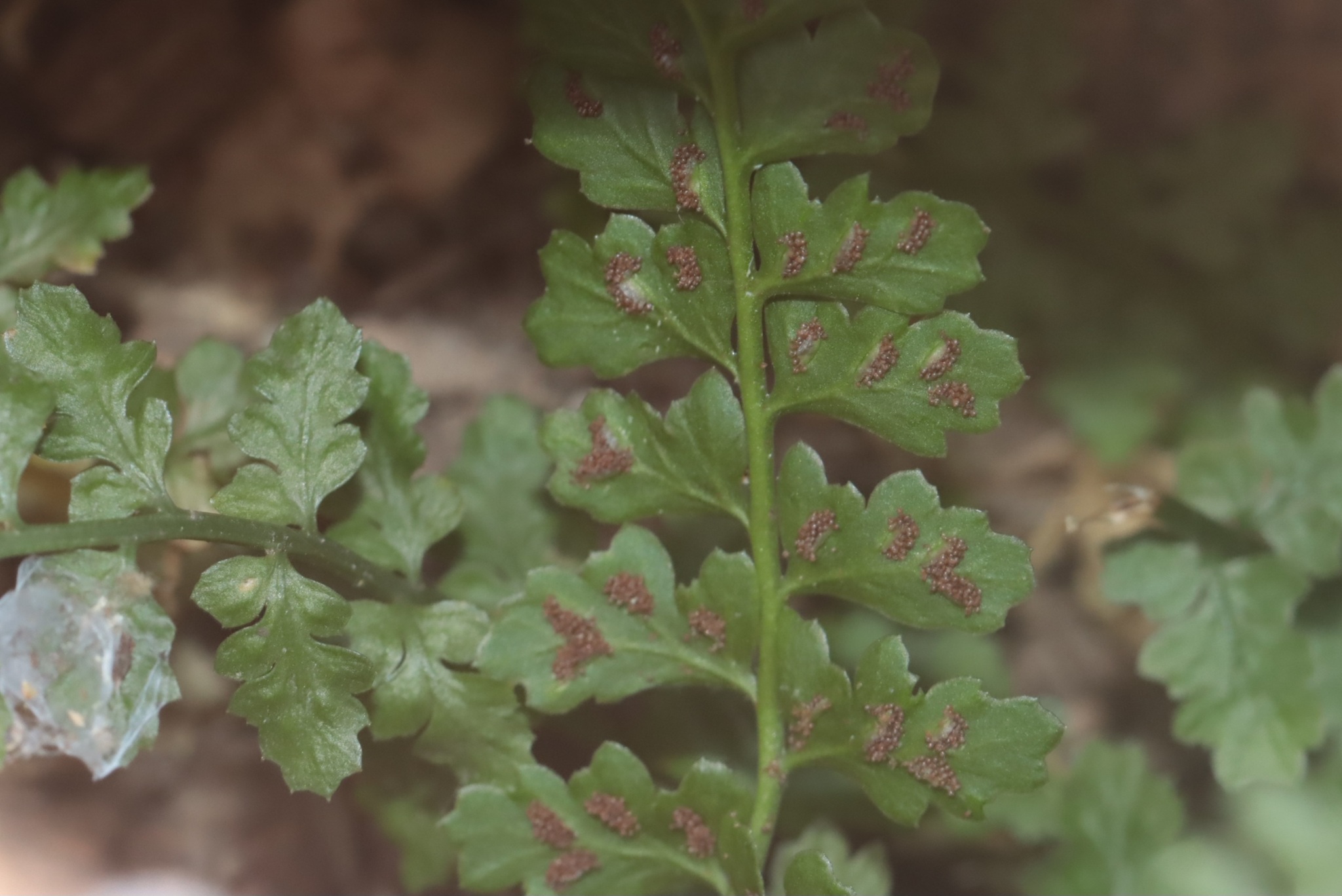 Asplenium foreziense