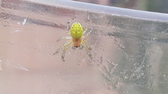 Araniella opisthographa
