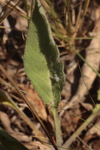 Verbascum boerhavii, photograph 6