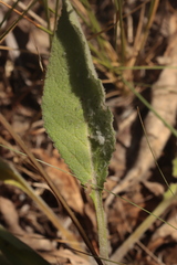 Verbascum boerhavii, photograph (c) Noé Fleury Frouart, some rights reserved (CC BY)