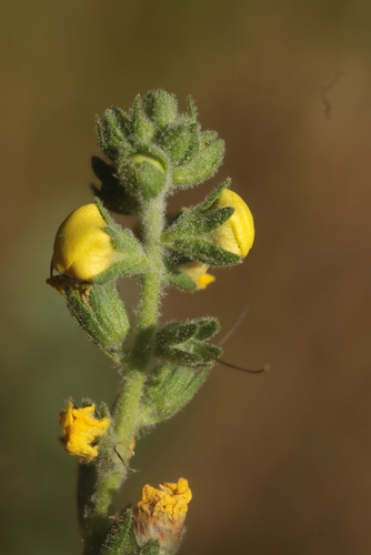 Verbascum boerhavii, photograph 5