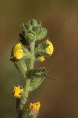 Verbascum boerhavii, photograph (c) Noé Fleury Frouart, some rights reserved (CC BY)