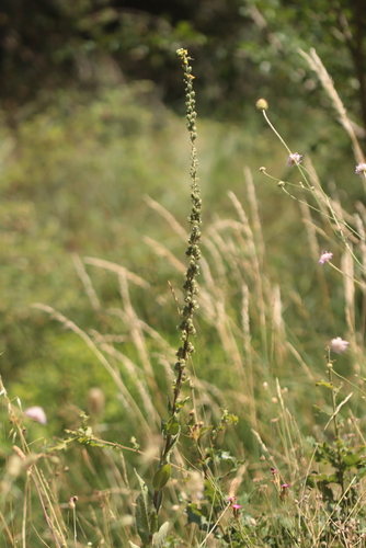 Verbascum boerhavii, photograph 4