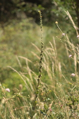 Verbascum boerhavii, photograph (c) Noé Fleury Frouart, some rights reserved (CC BY)