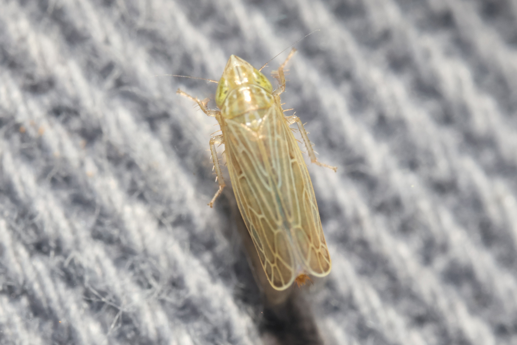 Laevicephalus sylvestris