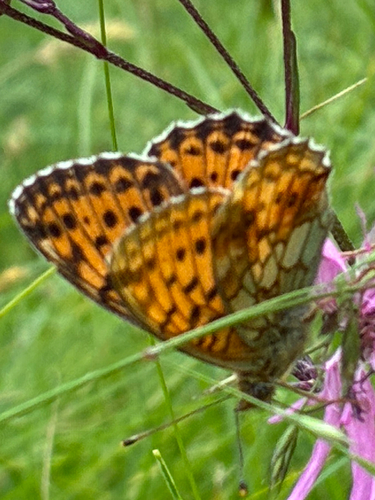 Lesser Marbled Fritillary